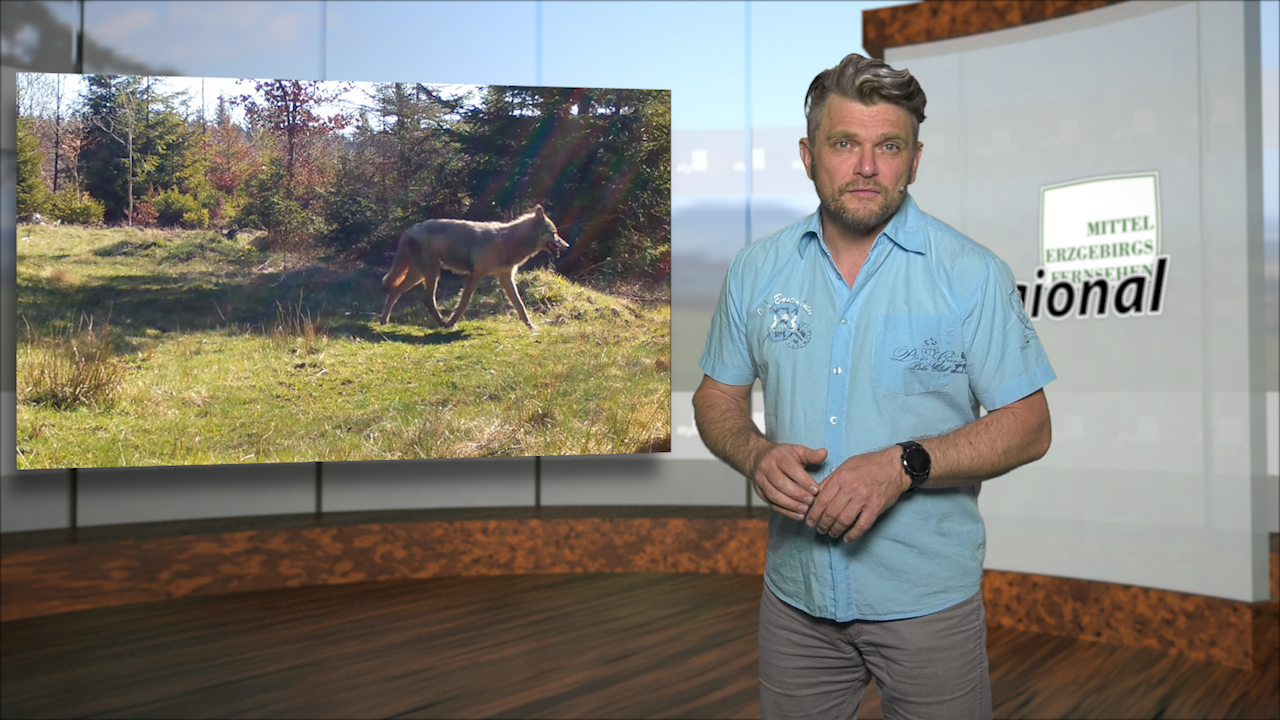 MEgional am 12. Mai mit einem Wolf in Kühnhaide